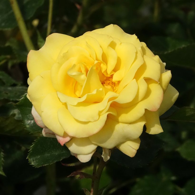 Roseira floribunda Urban Streetlight Sunmaid (Floração)