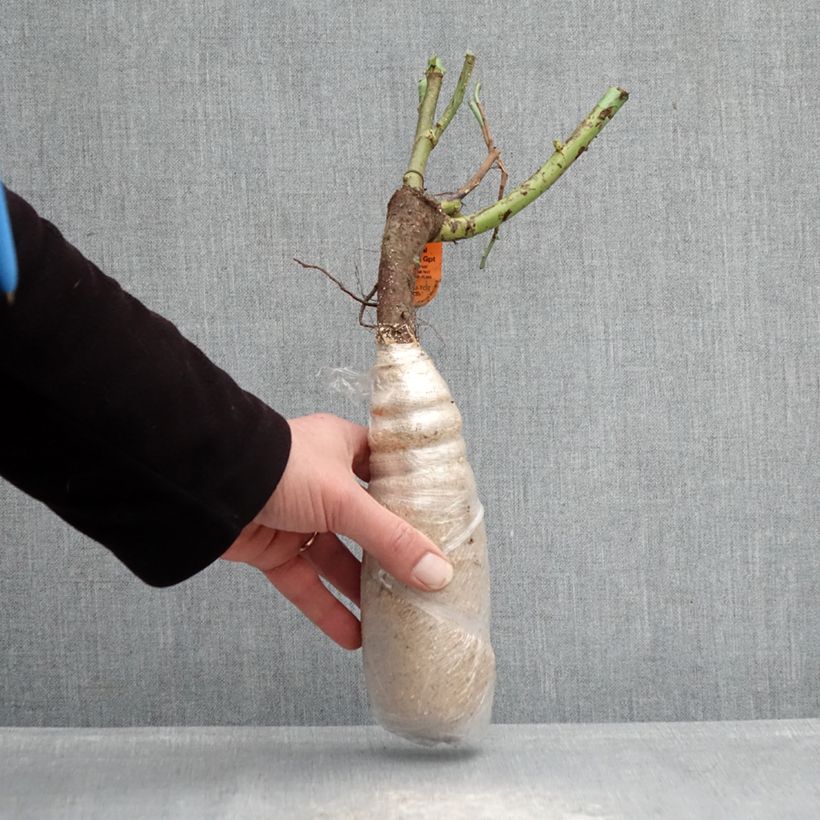 Amostra de Roseira floribunda Urban Streetlight Sunmaid Raízes nuas em torrão tal como entregue no inverno