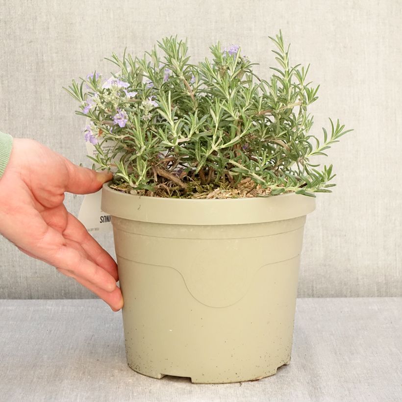 Amostra de Alecrim Blue Cascade Vaso de 3 L/4 L tal como entregue no inverno