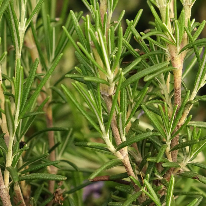 Alecrim Corsican Blue (Folhagem)