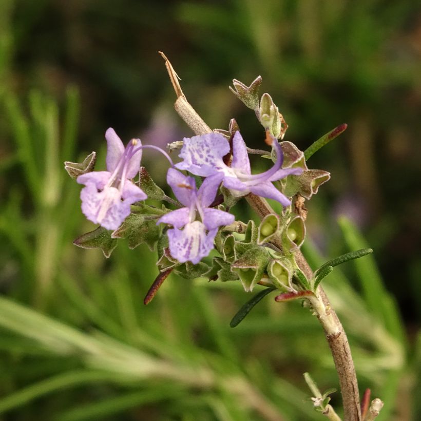 Alecrim Corsican Blue (Floração)