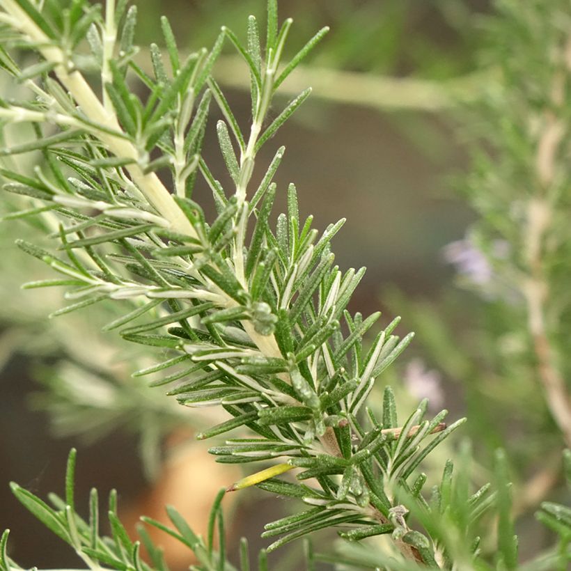 Alecrim Whitewater Silver (Folhagem)
