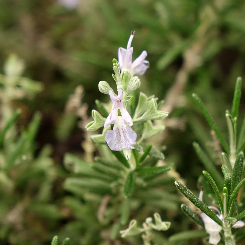 Alecrim Whitewater Silver (Floração)