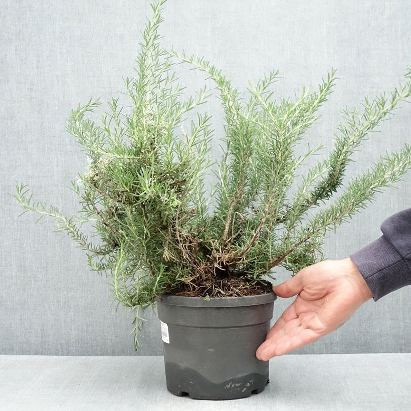 Amostra de Rosmarinus officinalis Whitewater Silver - Romarin prostré Vaso de 3 L/4 L tal como entregue na primavera