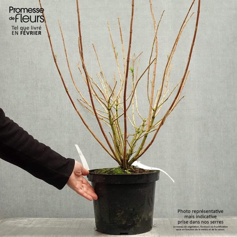 Amostra de Rostrinucula dependens Happy Cascade - Menthe en arbre Vaso de 7,5 L/10 L tal como entregue no inverno