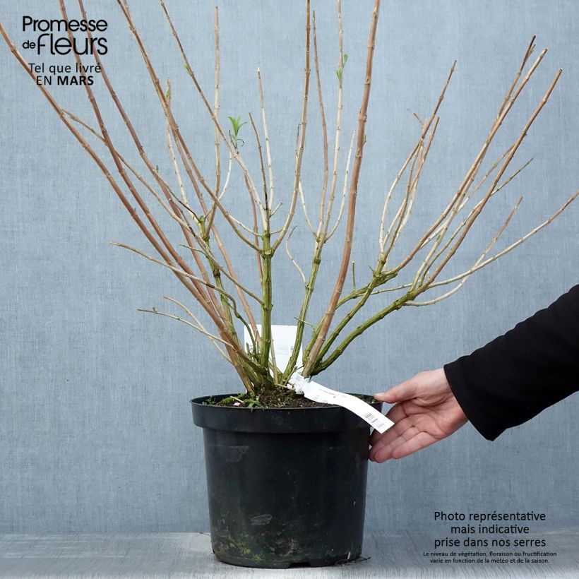 Amostra de Rostrinucula dependens Happy Cascade Vaso de 7,5 L/10 L tal como entregue na primavera