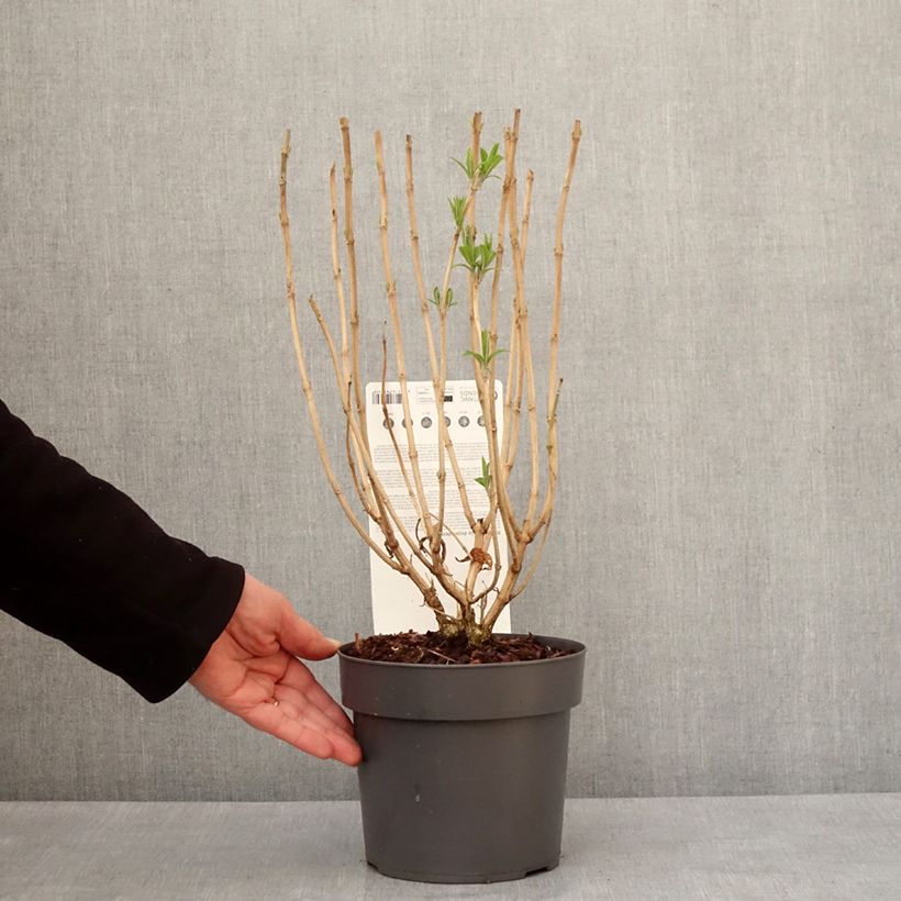 Amostra de Rostrinucula dependens - Menthe en arbre Vaso de 3 L/4 L tal como entregue no inverno