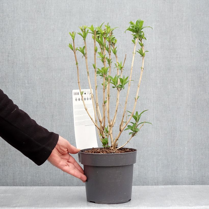 Amostra de Rostrinucula dependens Vaso de 3 L/4 L tal como entregue na primavera