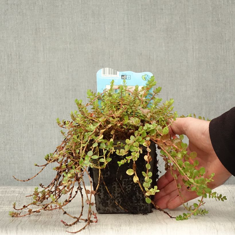 Amostra de Rotala indica Vaso de 1 L/1,5 L tal como entregue no outono