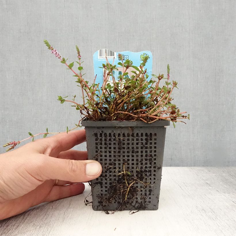 Amostra de Rotala indica Vaso de 1 L/1,5 L tal como entregue no verão