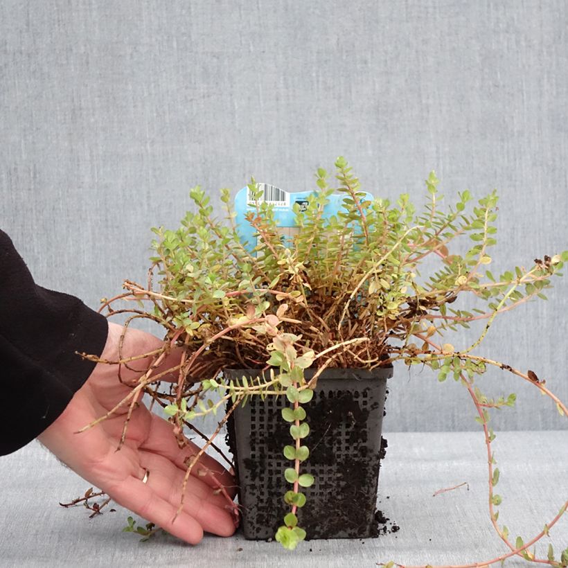 Amostra de Rotala indica - Rotala des Indes Pot de 1L/1,5L tal como entregue no inverno