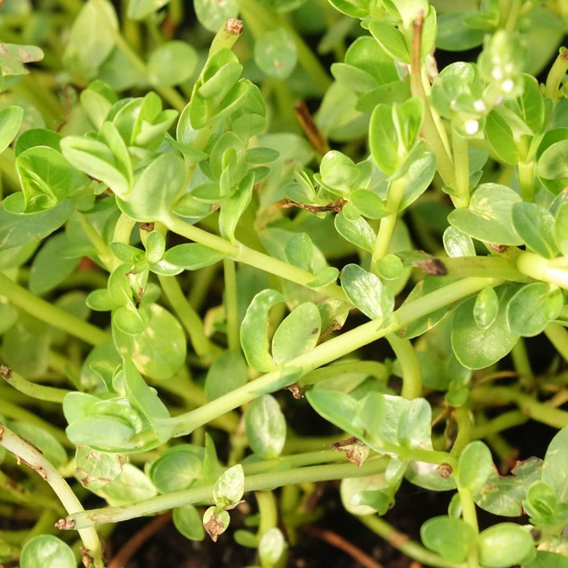Rotala rotundifolia Green (Folhagem)