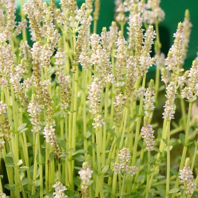 Rotala rotundifolia Green (Floração)