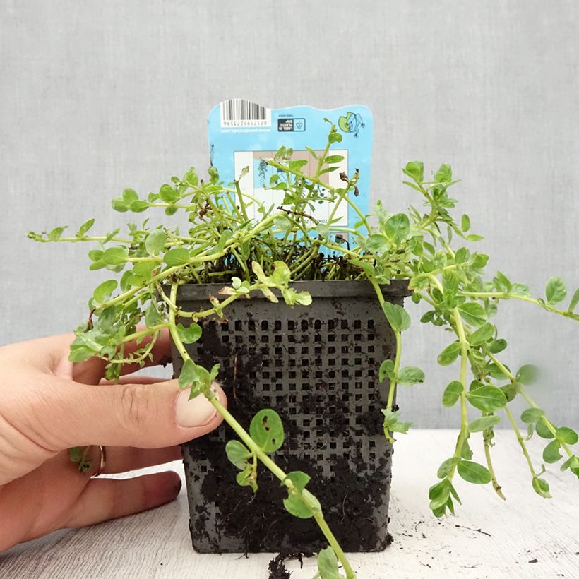 Amostra de Rotala rotundifolia Green Vaso de 1 L/1,5 L tal como entregue no verão