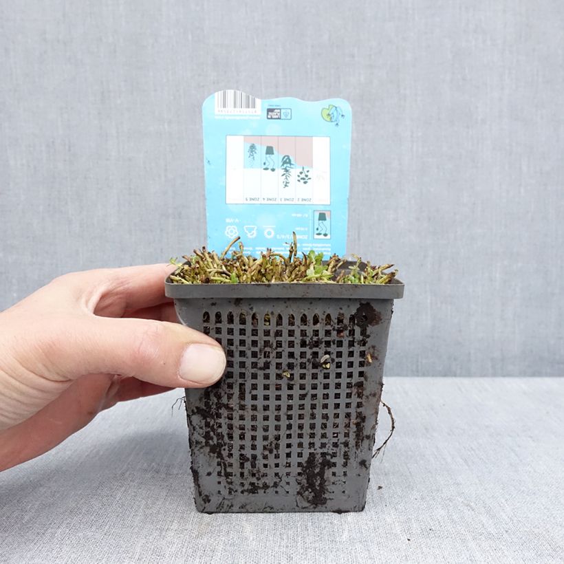 Amostra de Rotala rotundifolia Green - Rotala à feuilles rondes Pot de 1L/1,5L tal como entregue na primavera