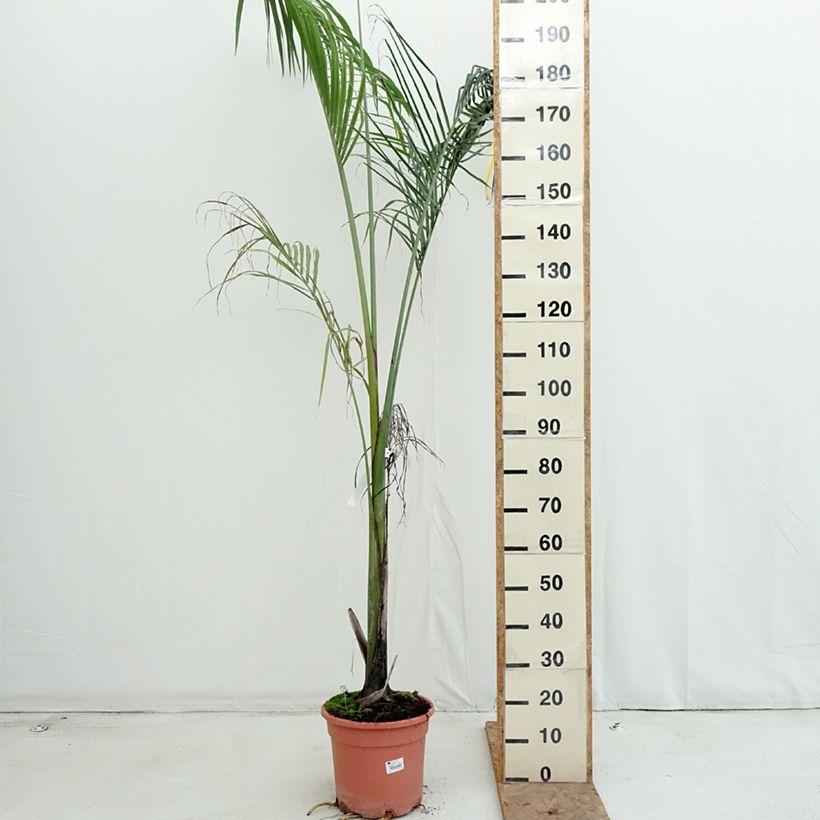 Amostra de Roystonea regia Vaso de 7,5 L/10 L tal como entregue no outono
