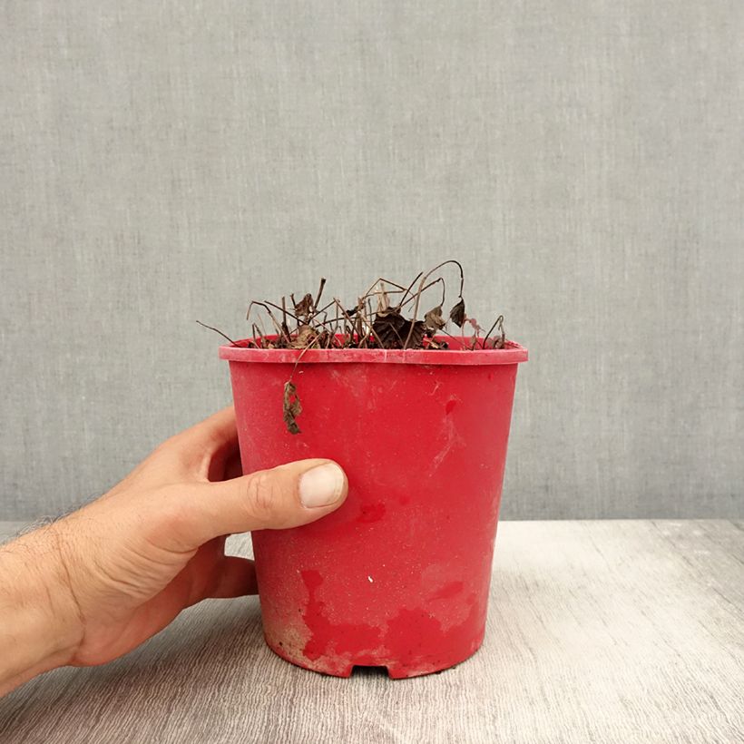 Amostra de Rubus arcticus Beata Vaso de 2 L/3 L tal como entregue no outono