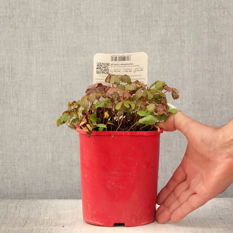 Amostra de Rubus arcticus Beata Vaso de 2 L/3 L tal como entregue no verão