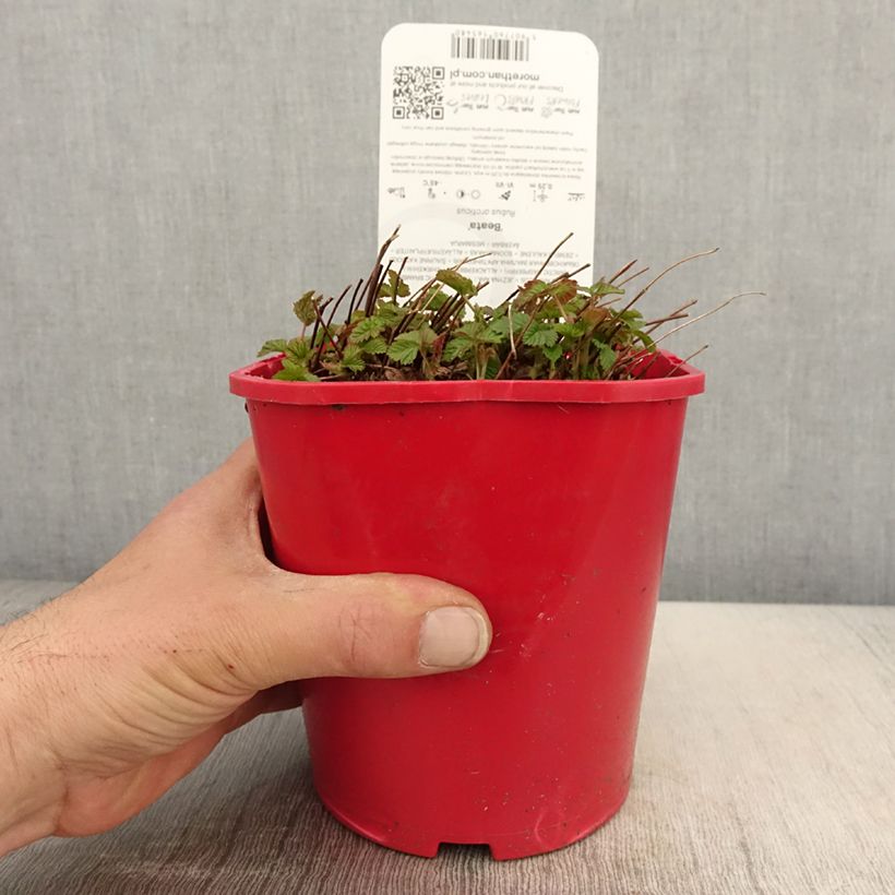 Amostra de Rubus arcticus Beata Vaso de 2 L/3 L tal como entregue na primavera