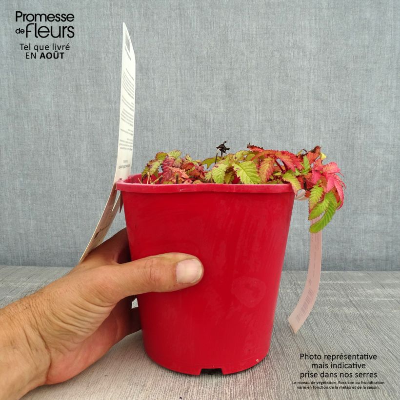 Amostra de Rubus illecebrosus Vaso de 2 L/3 L tal como entregue no verão