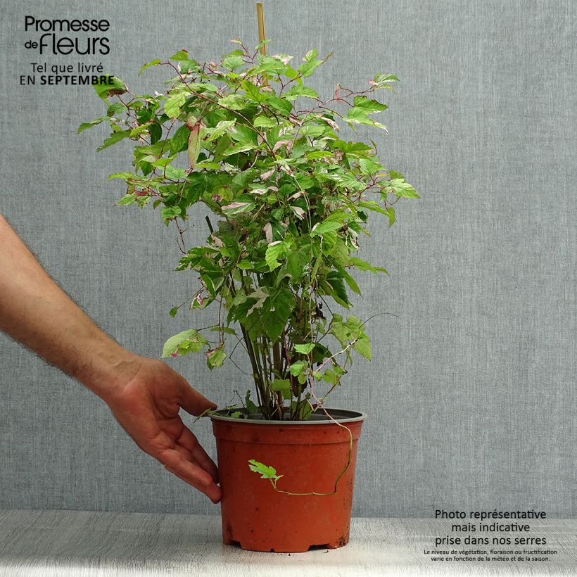 Amostra de Rubus microphyllus Variegatus - Ronce d'ornement panachée Pot de 3L/4L tal como entregue no outono