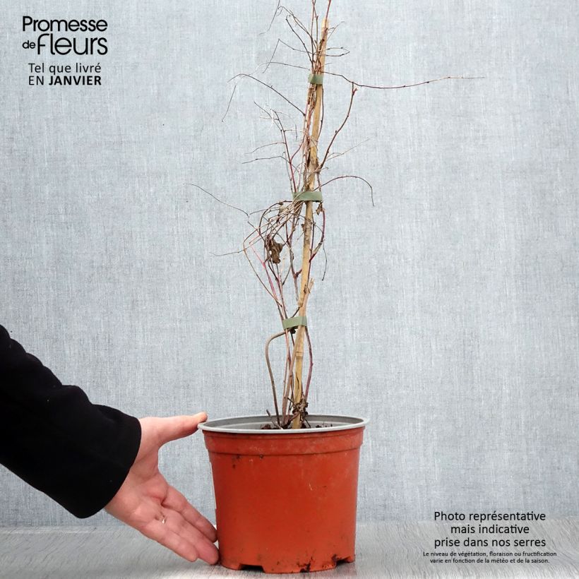 Amostra de Rubus microphyllus Variegatus - Ronce d'ornement panachée Vaso de 3 L/4 L tal como entregue no inverno