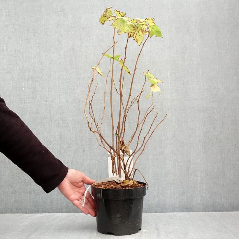 Amostra de Rubus odoratus Vaso de 3 L/4 L tal como entregue no outono
