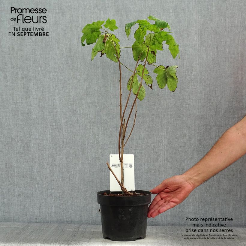 Amostra de Rubus odoratus Vaso de 3 L/4 L tal como entregue no verão
