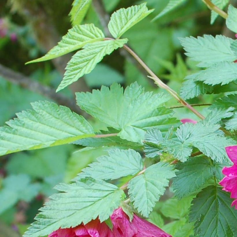 Rubus spectabilis Olympic Double (Folhagem)