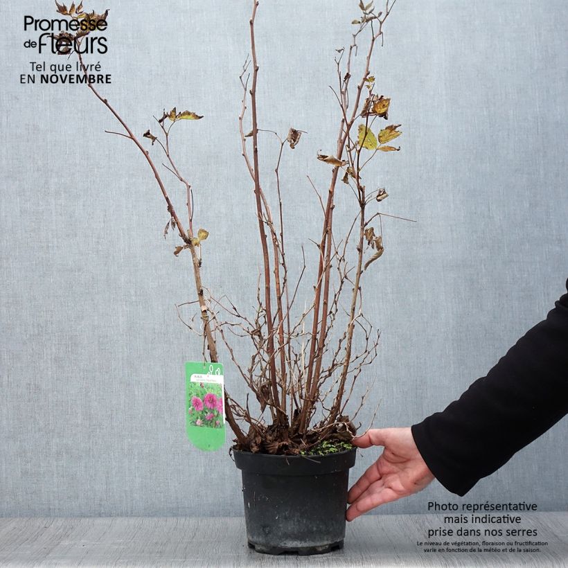 Amostra de Rubus spectabilis Olympic Double Vaso de 3 L/4 L tal como entregue no outono