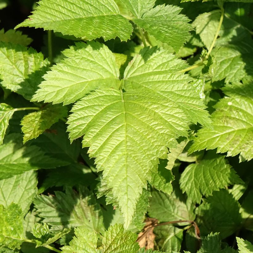 Rubus spectabilis 'Pacific Rose' - Amora-preta (Folhagem)
