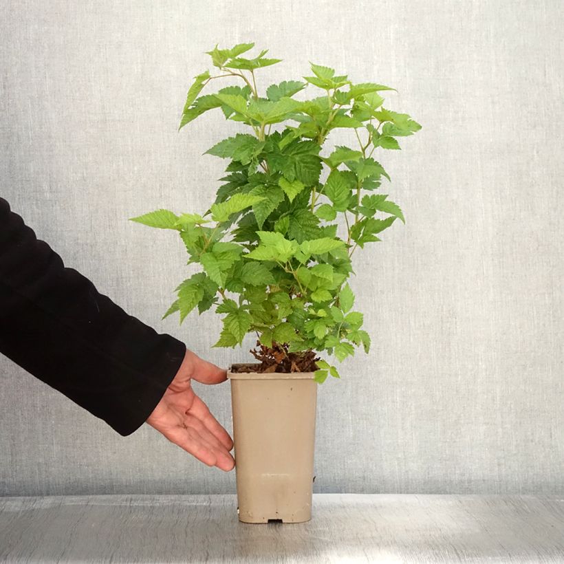 Amostra de Rubus spectabilis 'Pacific Rose' - Amora-preta Vaso de 1,5 L/2 L, Tufo tal como entregue no outono