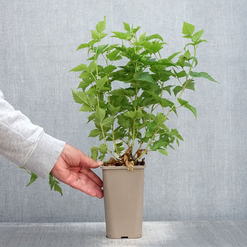 Amostra de Rubus spectabilis 'Pacific Rose' - Amora-preta Vaso de 1,5 L/2 L, Tufo tal como entregue no verão
