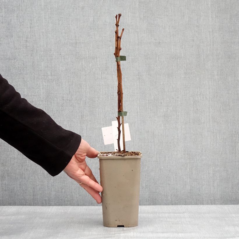 Amostra de Rubus spectabilis 'Pacific Rose' - Amora-preta Vaso de 1,5 L/2 L, Tufo tal como entregue no inverno