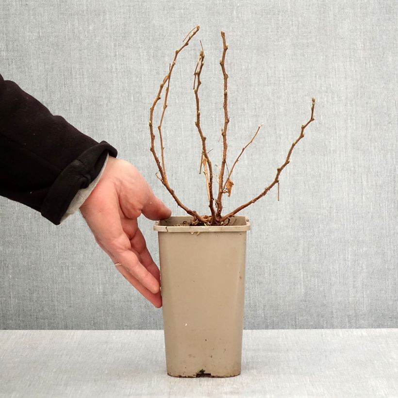 Amostra de Rubus spectabilis 'Pacific Rose' - Amora-preta Vaso de 1,5 L/2 L, Tufo tal como entregue na primavera