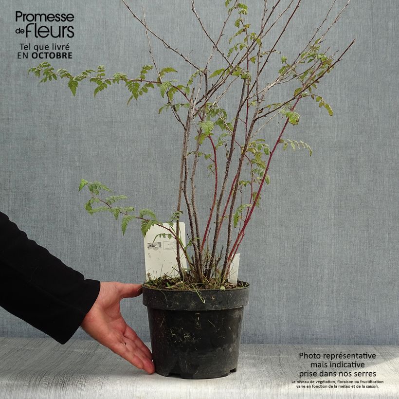 Amostra de Rubus thibetanus Silver Fern Vaso de 3 L/4 L tal como entregue no outono