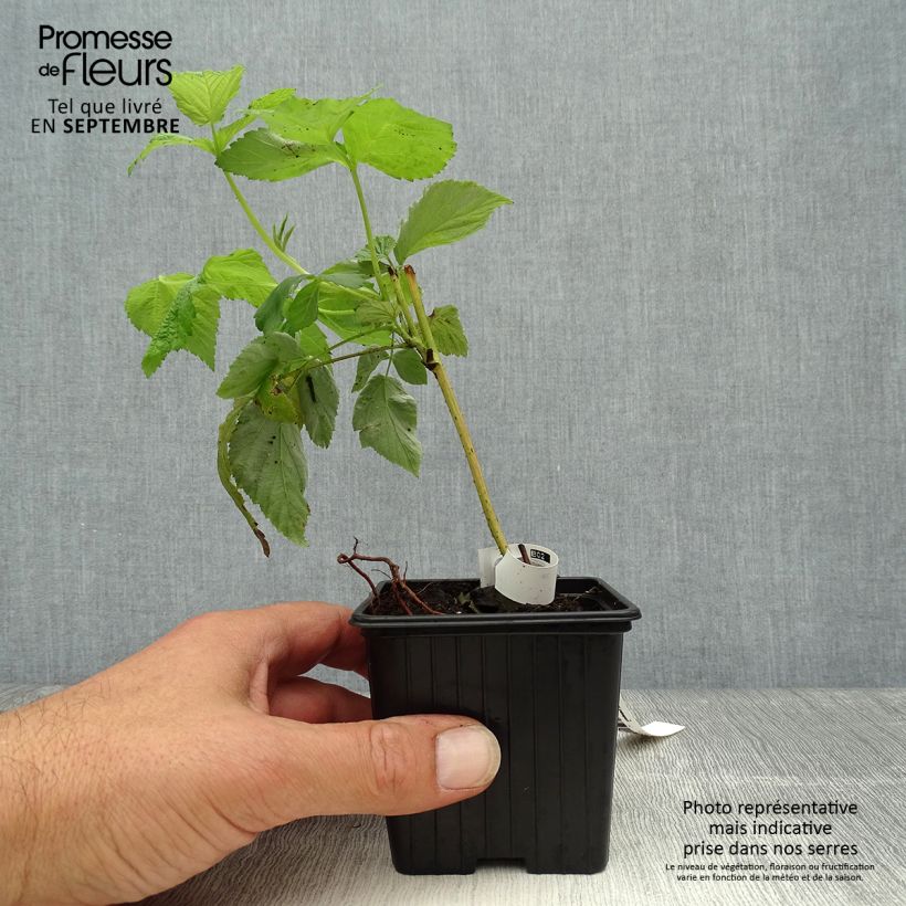 Amostra de Framboeseiro Glen Coe - Rubus x neglectus Vaso de 8/9 cm tal como entregue no outono