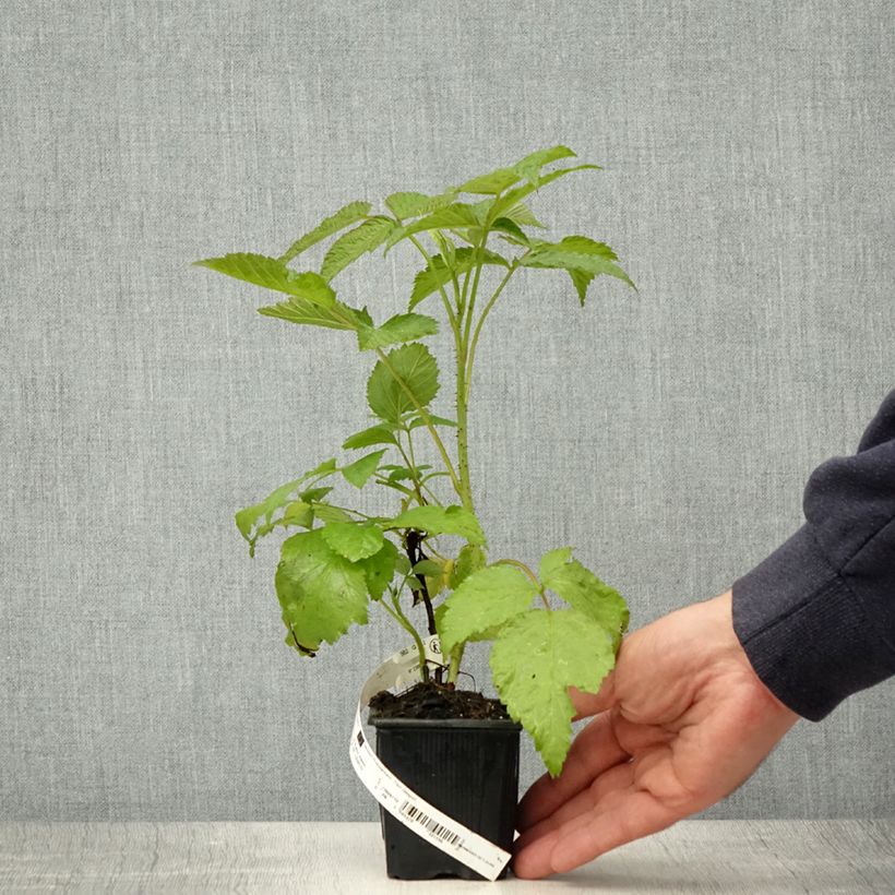 Amostra de Framboeseiro Glen Coe - Rubus x neglectus Vaso de 8/9 cm tal como entregue na primavera