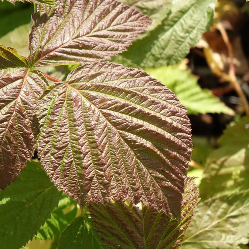 Framboeseiro Glen Coe - Rubus x neglectus (Folhagem)