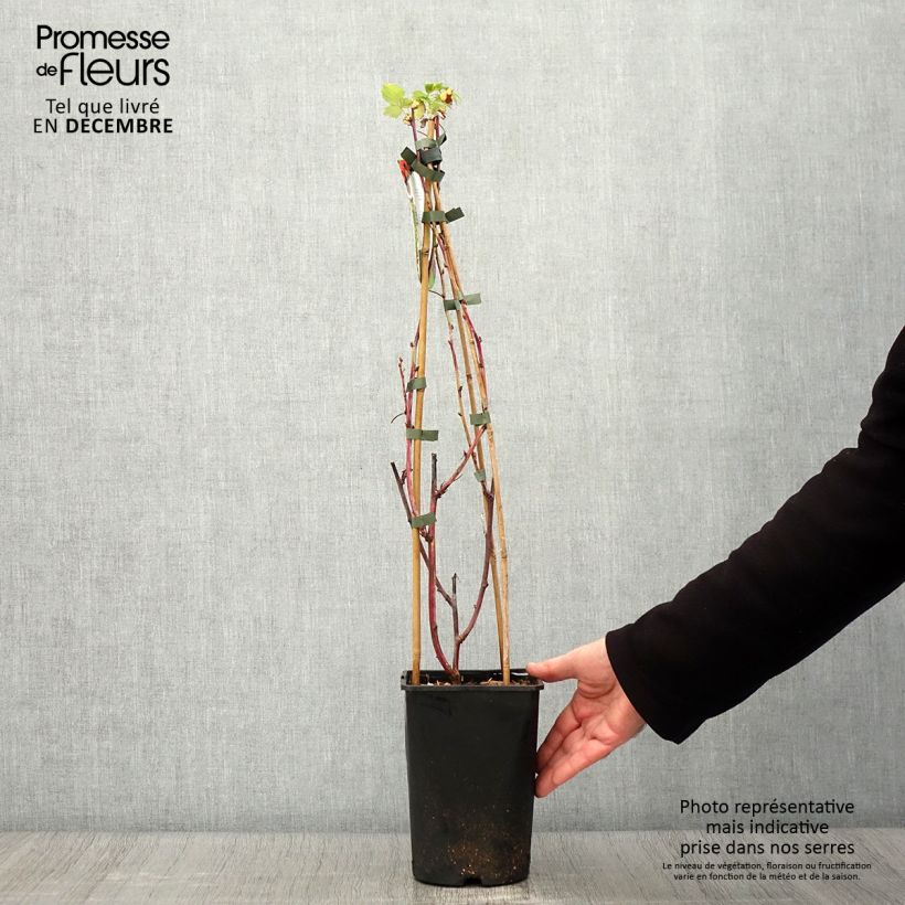 Amostra de Framboeseiro Glen Coe - Rubus x neglectus Vaso de 2 L/3 L tal como entregue no outono