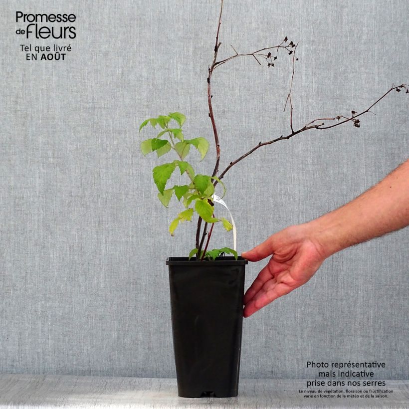 Amostra de Framboeseiro Glen Coe - Rubus x neglectus Vaso de 2 L/3 L tal como entregue no verão