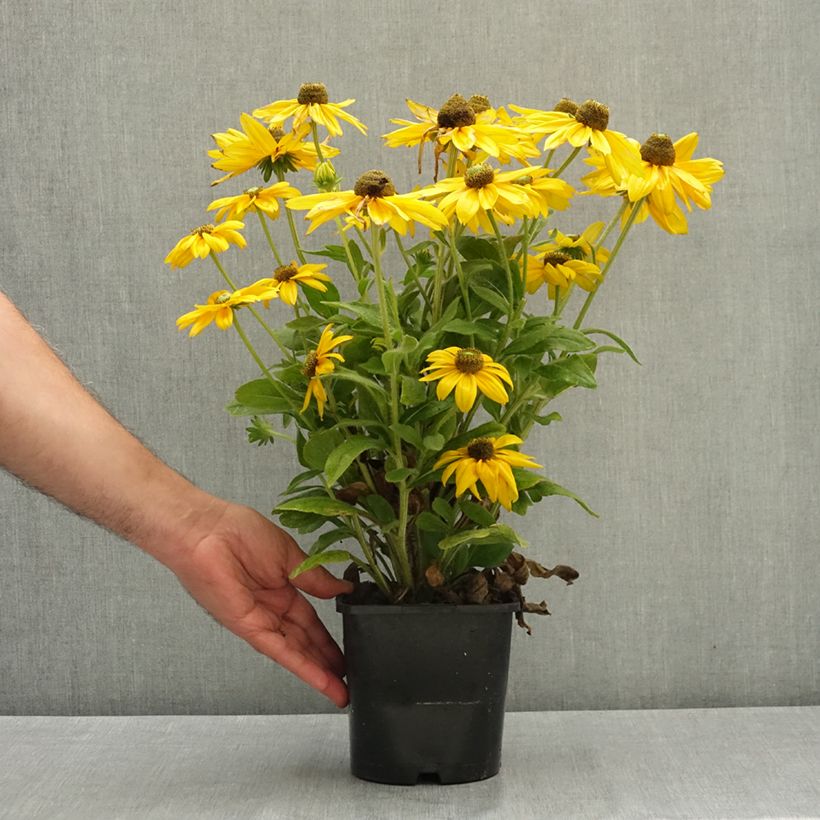 Amostra de Rudbeckia hirta Sunbeckia Ophelia Vaso de 2 L/3 L tal como entregue no verão