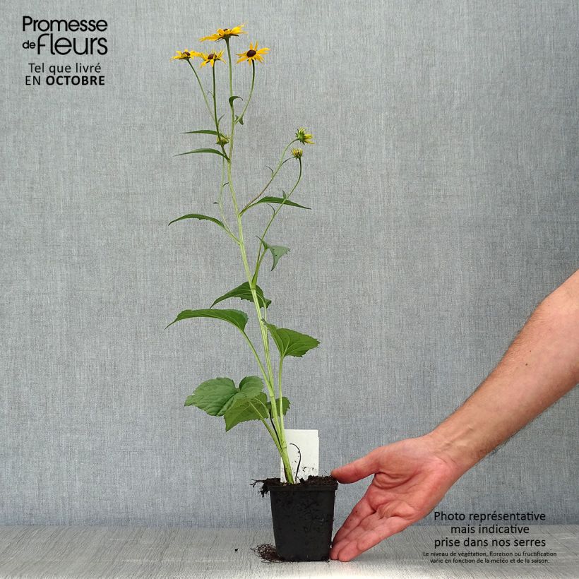 Amostra de Rudbeckia fulgida Early Bird Gold Vaso de 8/9 cm tal como entregue no outono