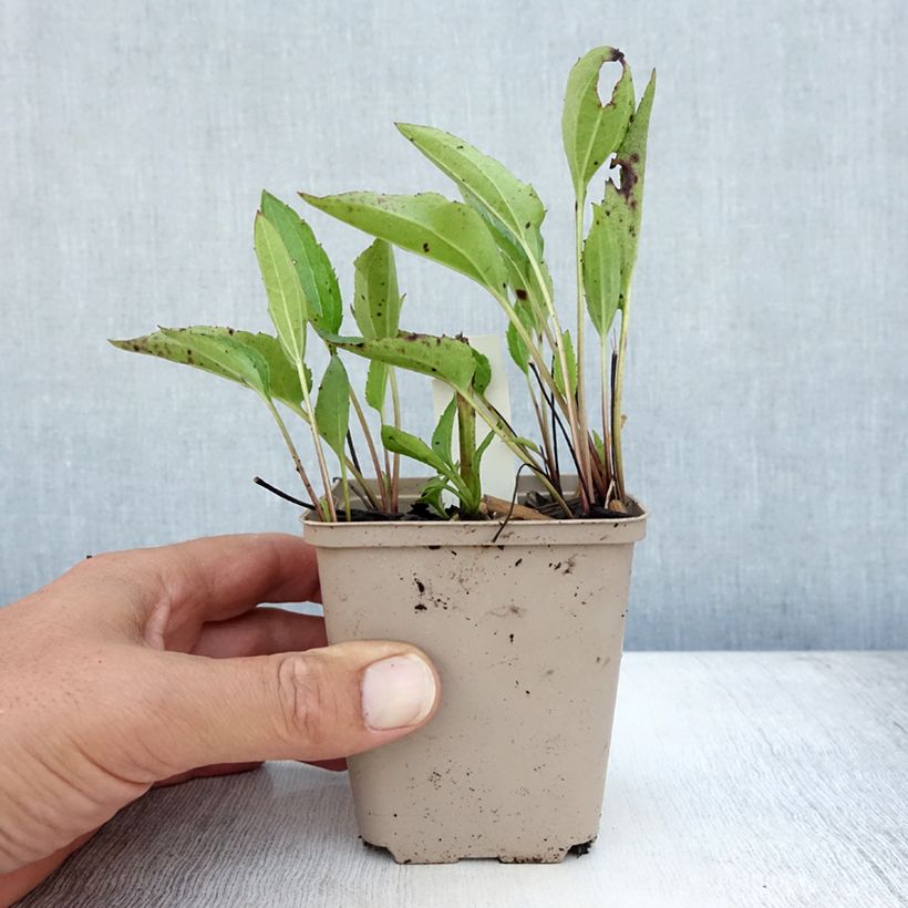 Amostra de Rudbeckia fulgida Forever Gold Vaso de 8/9 cm tal como entregue no verão