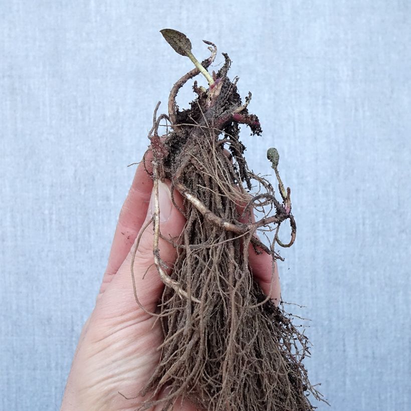 Amostra de Rudbeckia fulgida Goldsturm - Soleil vivace d'automne Raízes nuas tal como entregue no inverno