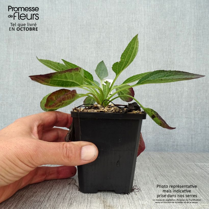 Amostra de Rudbeckia fulgida var. sullivantii Little Goldstar Vaso de 8/9 cm tal como entregue no outono
