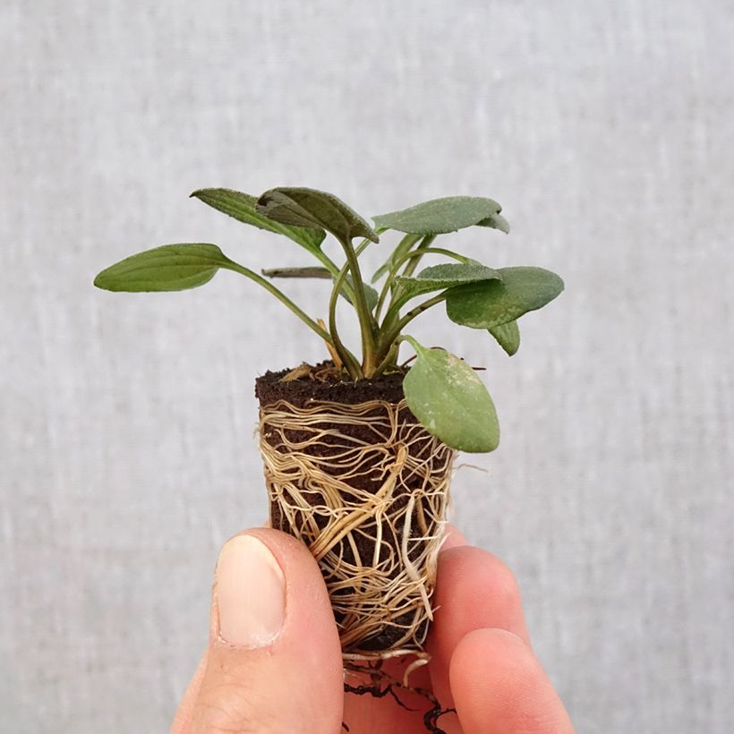 Amostra de Rudbeckia fulgida var. sullivantii Little Goldstar Mini-torrão Ø 3/4 cm tal como entregue na primavera