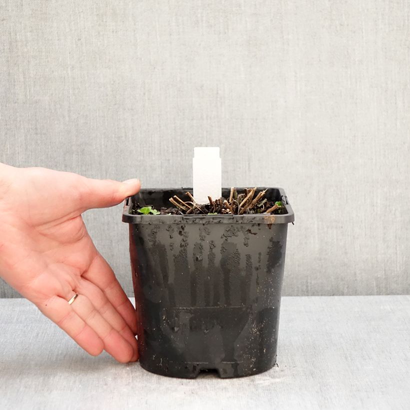 Amostra de Rudbeckia fulgida var. sullivantii Little Goldstar Vaso de 2 L/3 L tal como entregue no inverno