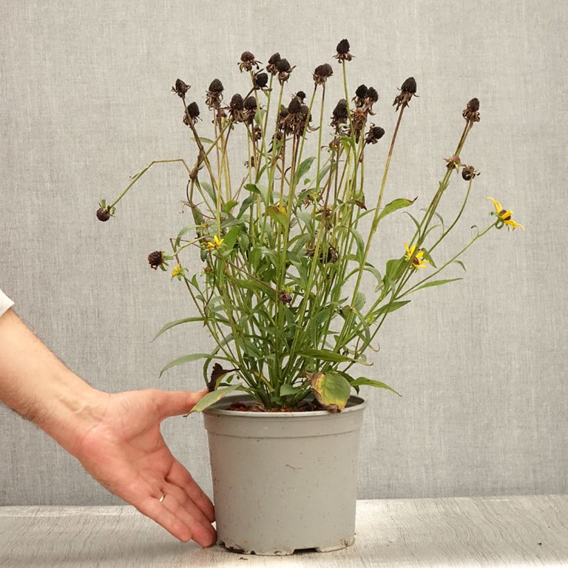 Amostra de Rudbeckia fulgida Little Goldstar Pot de 3L/4L tal como entregue no outono
