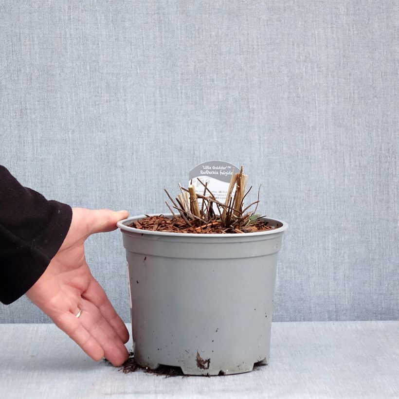 Amostra de Rudbeckia fulgida var. sullivantii Little Goldstar Vaso de 3 L/4 L tal como entregue na primavera